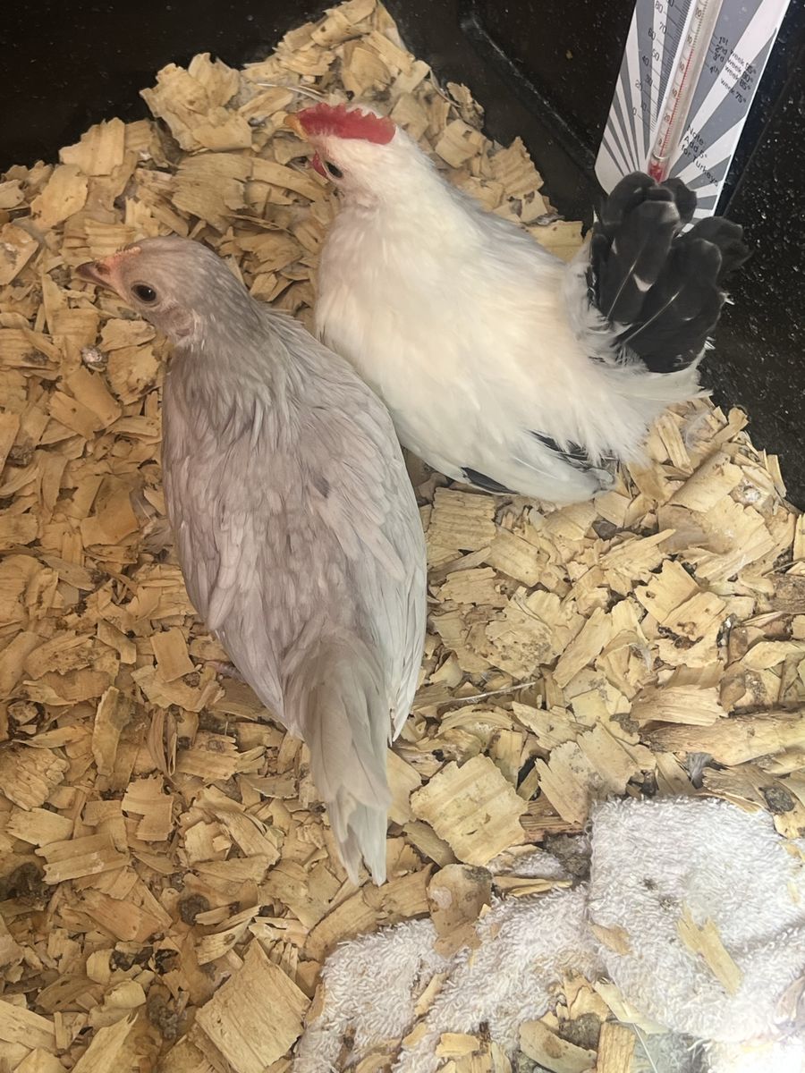 Chickens (Bantam Cochin)