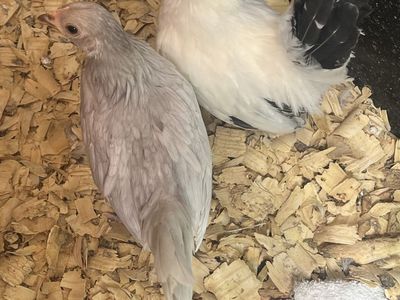 Chickens (Bantam Cochin)