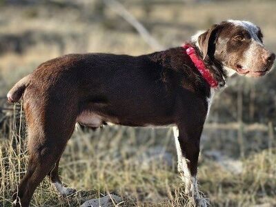 River: An Intelligent Adventurer Ready for You