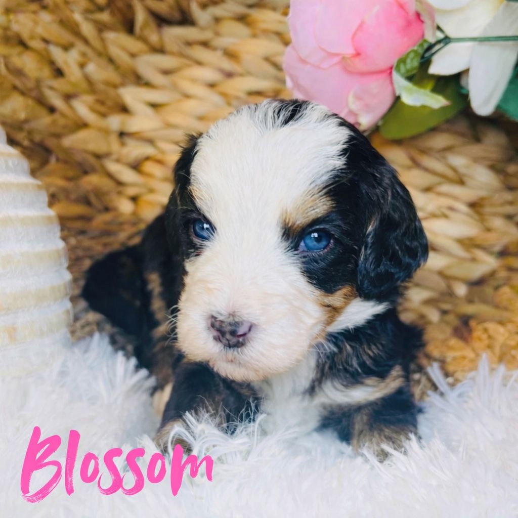 RARE BLUE EYED MULTI-GEN MICRO/MINI BERNEDOODLES