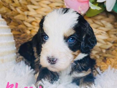 RARE BLUE EYED MULTI-GEN MICRO/MINI BERNEDOODLES