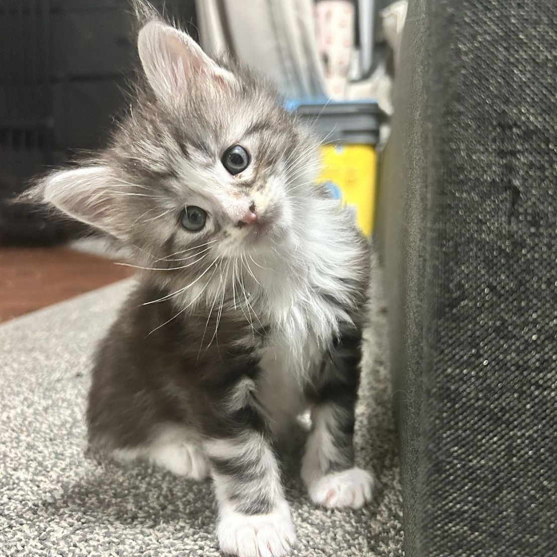 Imported European Maine Coons | Champion Lines |