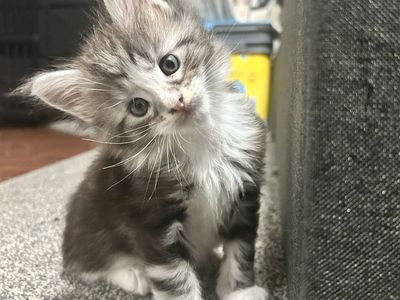 Imported European Maine Coons | Champion Lines |