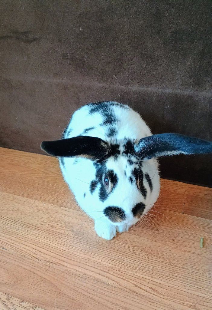 1 yr old male named oreo