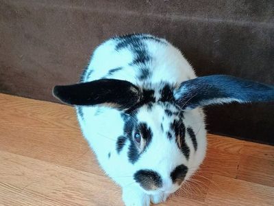 1 yr old male named oreo