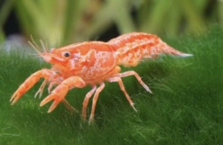Dwarf Crayfish