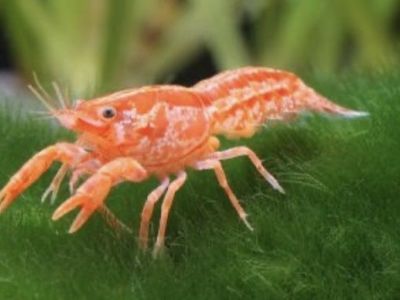 Dwarf Crayfish