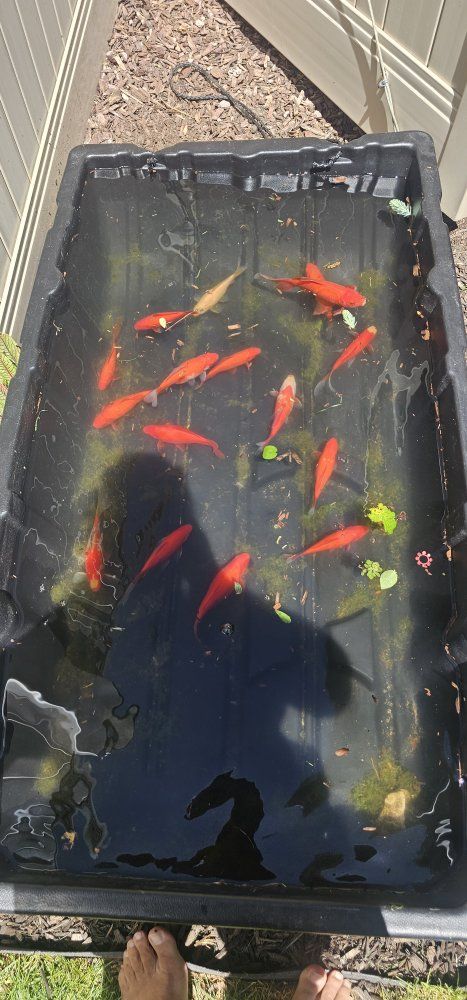 Free pond goldfish