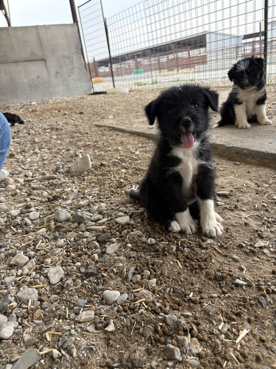 Shag/collie 