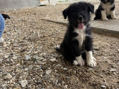 Shag/collie