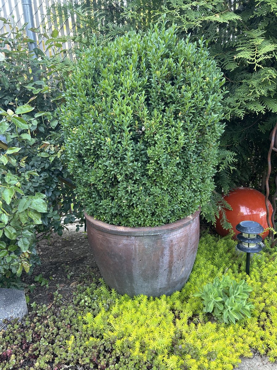 LARGE BOXWOOD TREE & HEAVY VIETAMESE POT PLANTER