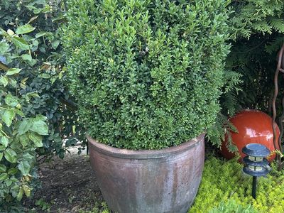 LARGE BOXWOOD TREE & HEAVY VIETAMESE POT PLANTER