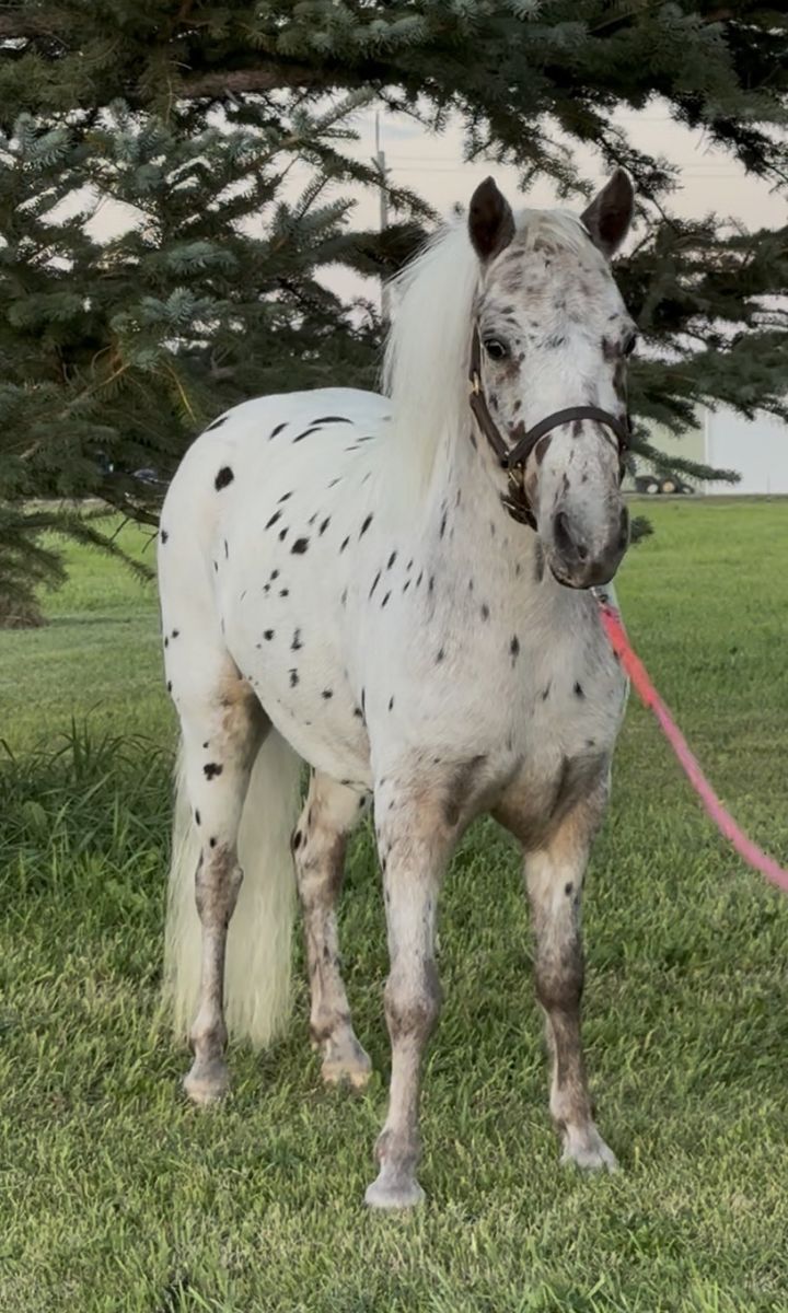 Mini Appaloosa Mare