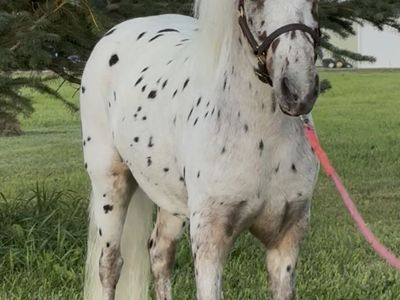 Mini Appaloosa Mare