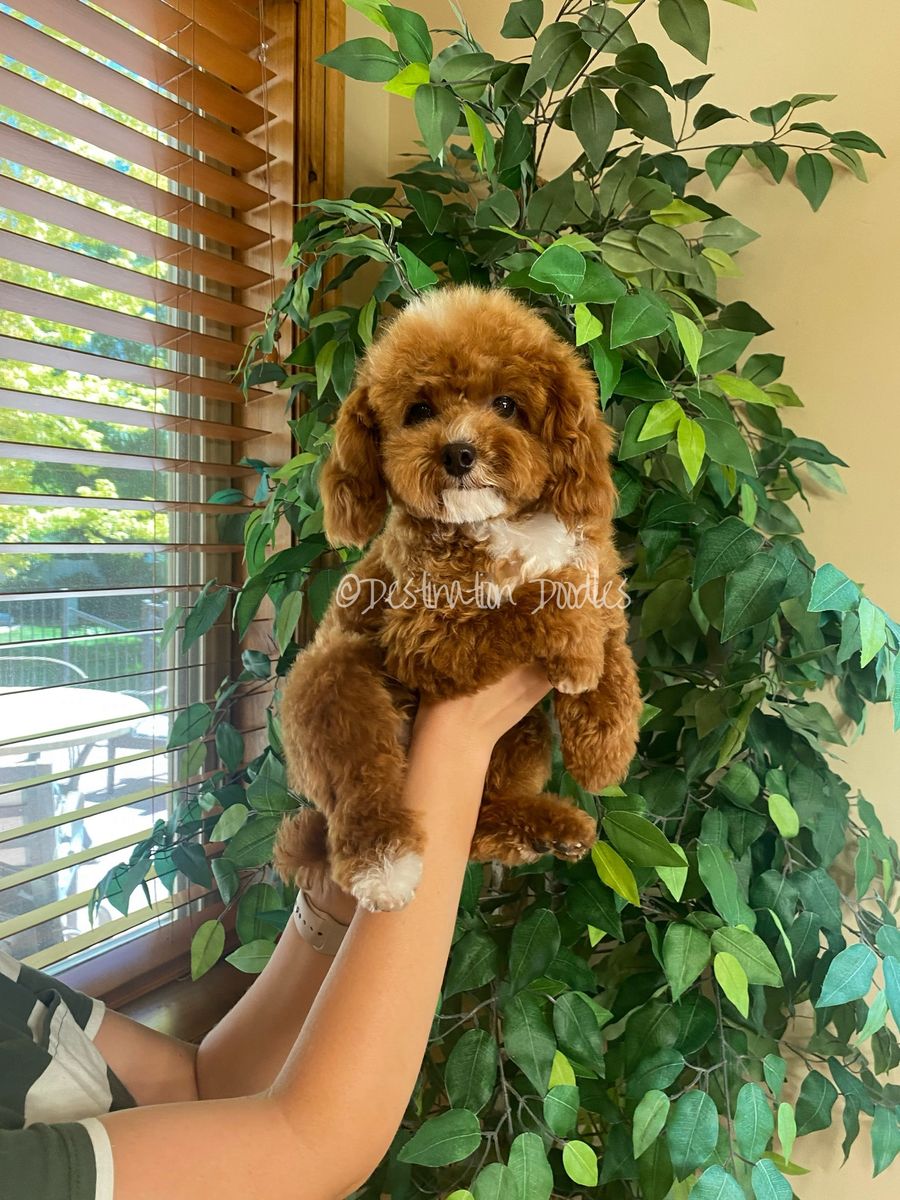 5lb AKC Toy Poodle Stud