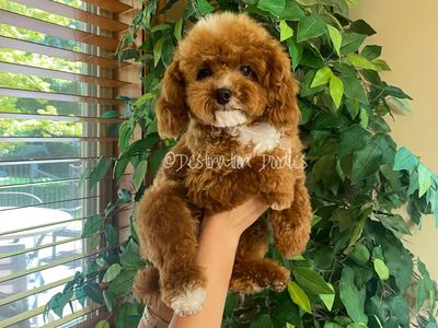 5lb AKC Toy Poodle Stud