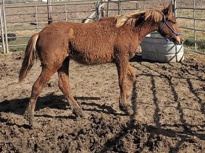 YearlingColt ' Offer