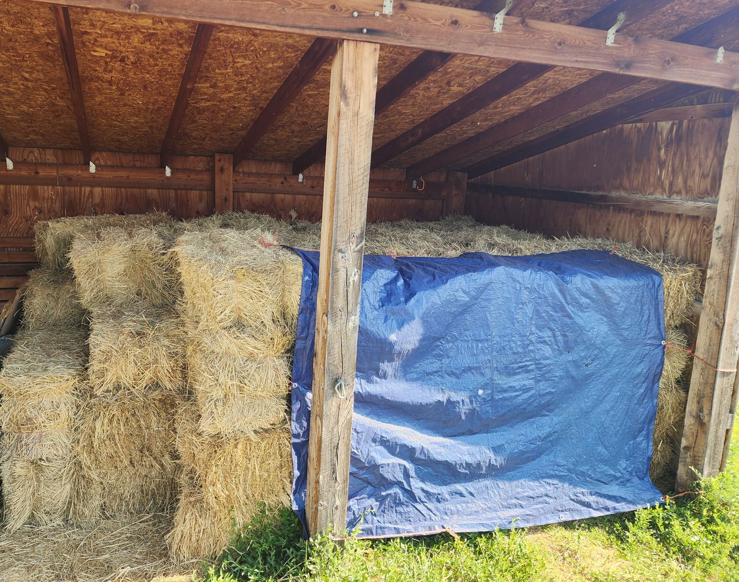 Grass Hay