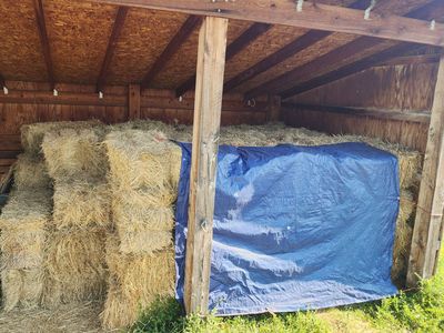 Grass Hay