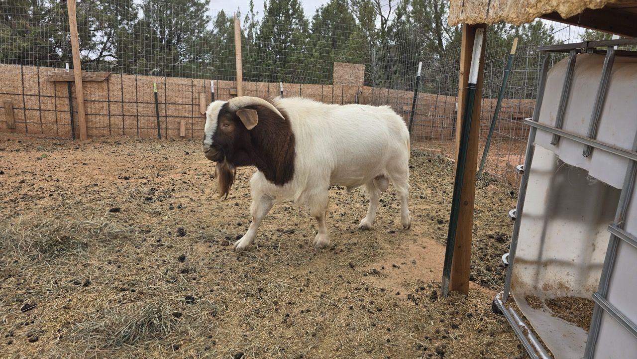 Proven Boer Buck - Breeding Buck - $450