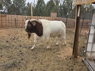 Proven Boer Buck - Breeding Buck - $450