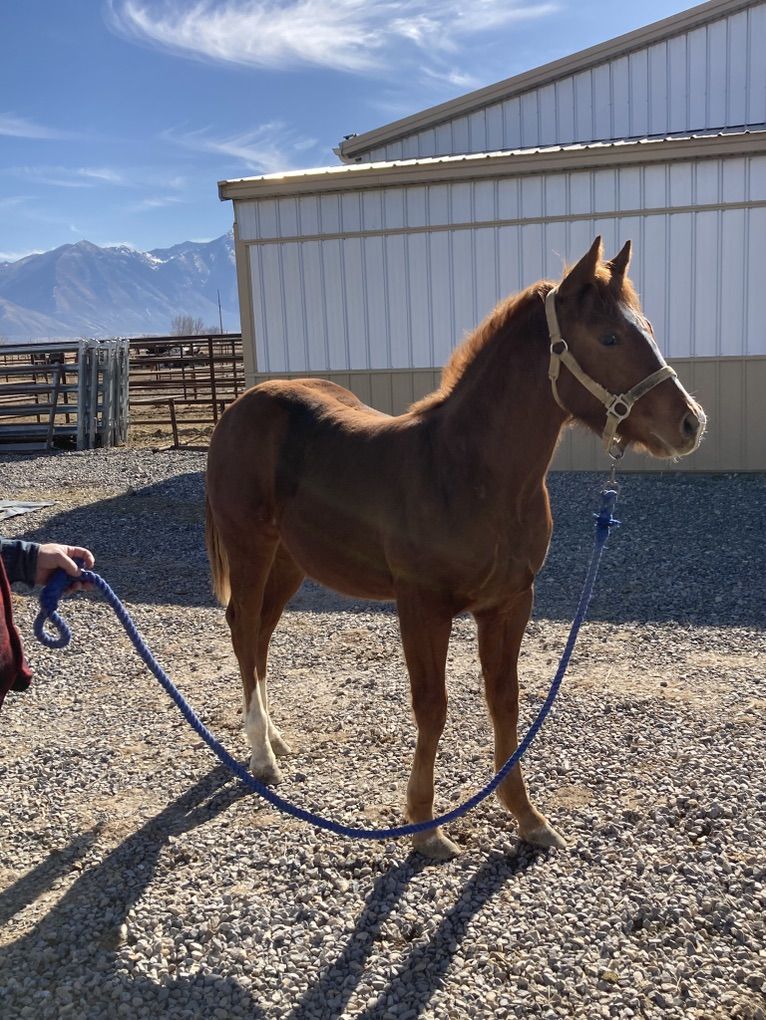 AQHA Registered 2025 Sorrel Gelding