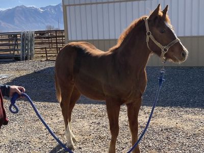 AQHA Registered 2025 Sorrel Gelding
