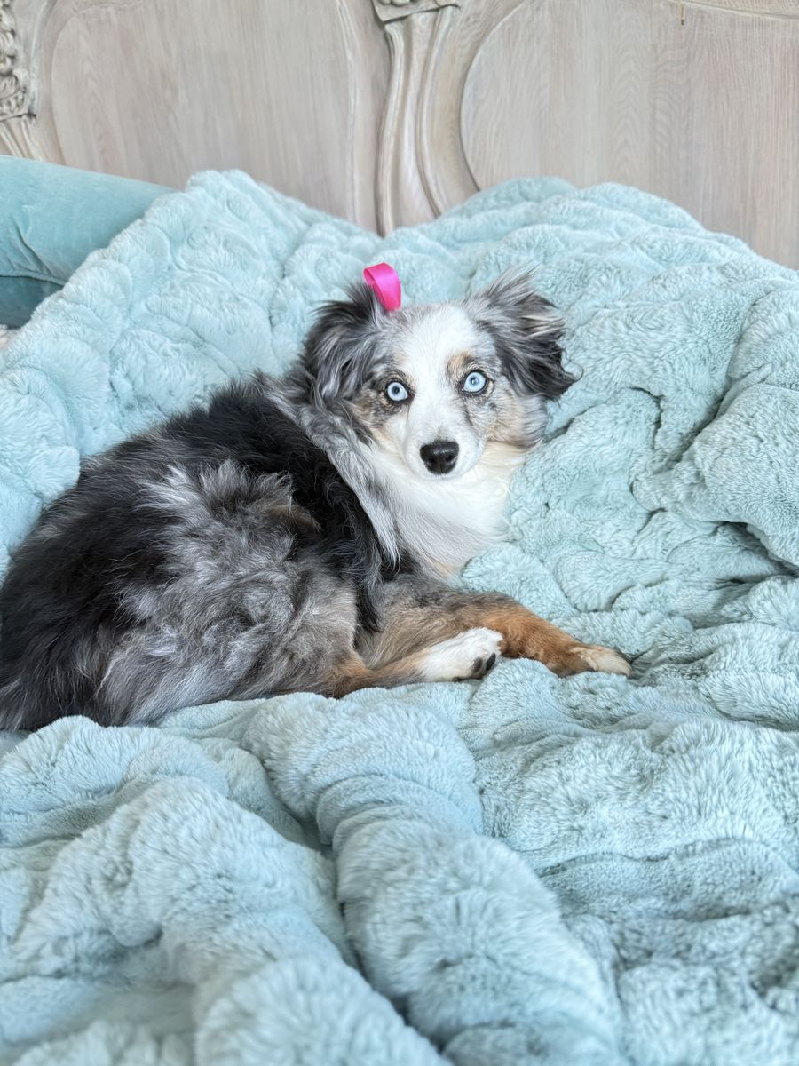 Toy Blue Merle Female