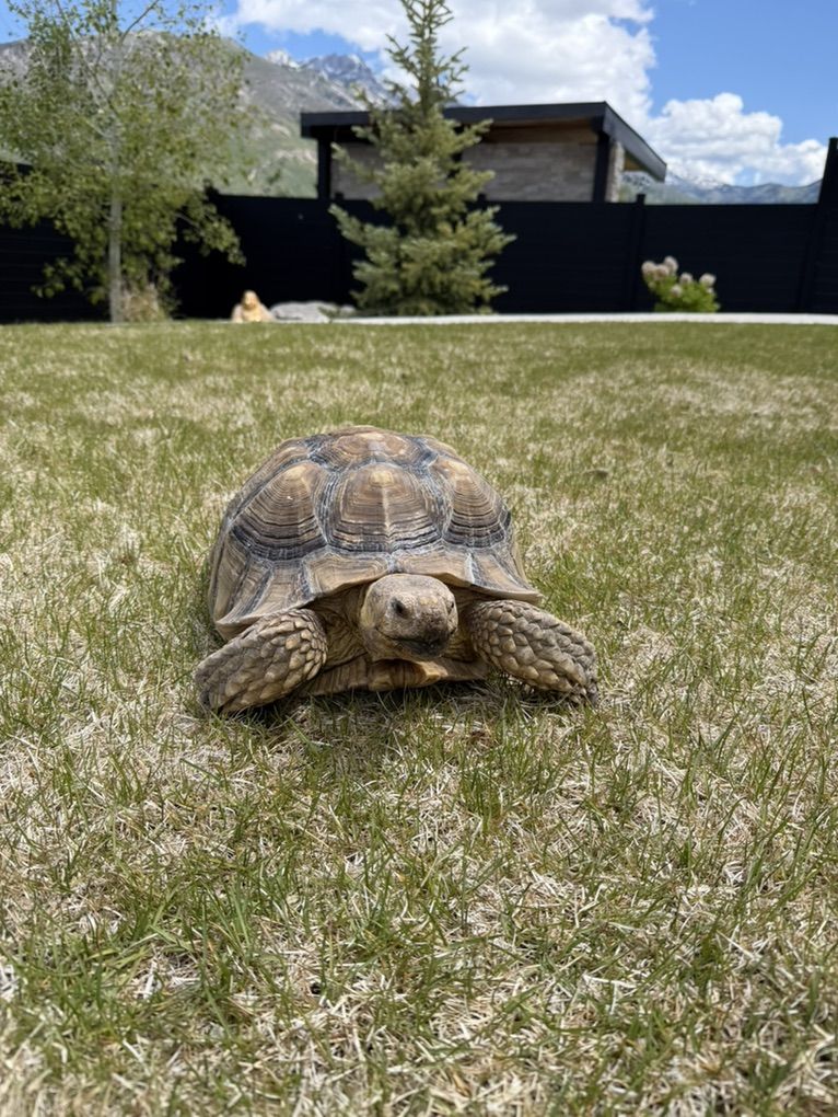 Sulcata Tortoise