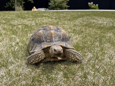 Sulcata Tortoise