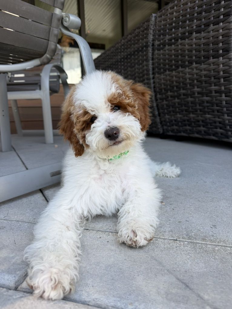 Darling Trained Mini Goldendoodle Boy