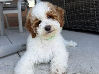 Darling Trained Mini Goldendoodle Boy