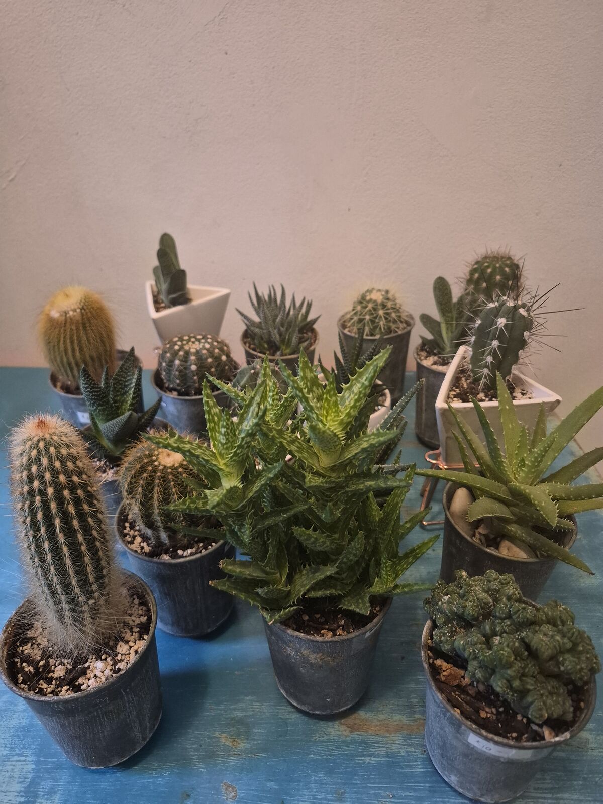 Assorted Cacti/Succulents