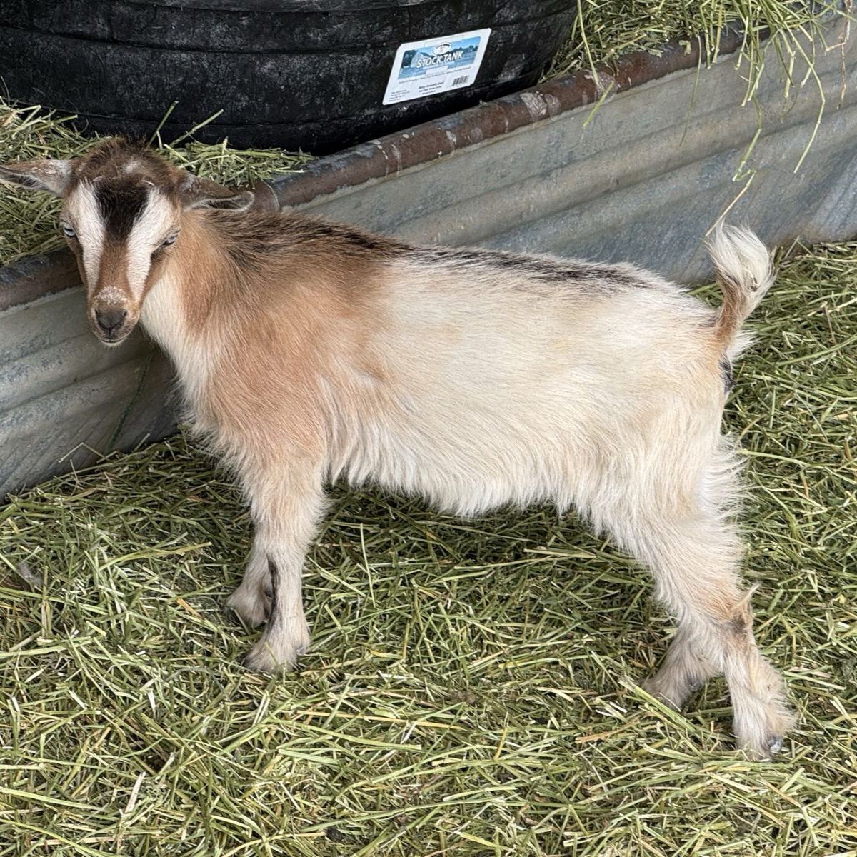 Blue-eyed ND Doeling