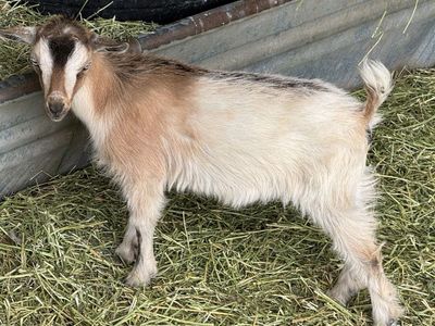 Blue-eyed ND Doeling