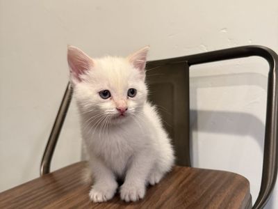 Flame tip Siamese kitten