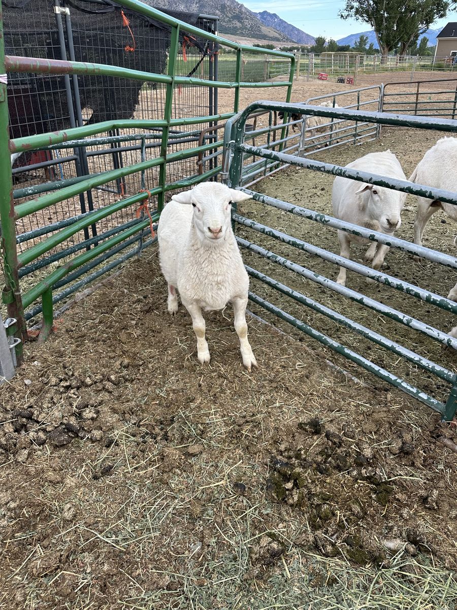 2026 spring born Dorper Ram