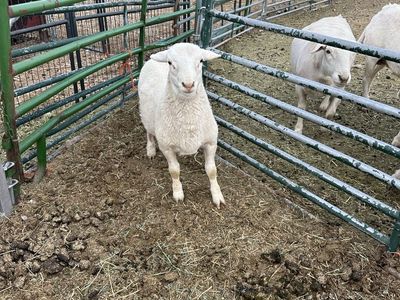 2026 spring born Dorper Ram