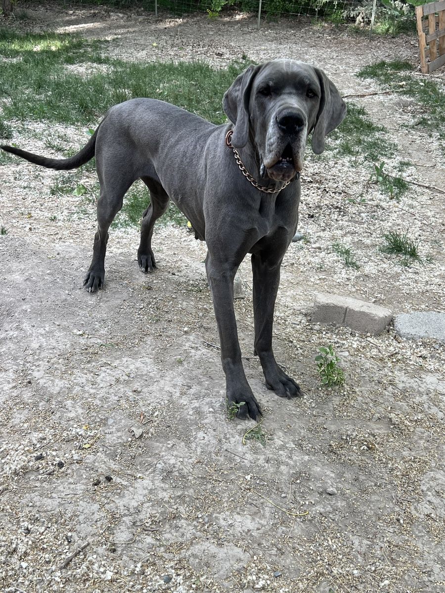 Pregnant Great Dane!