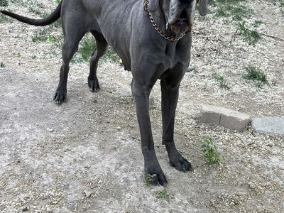 Pregnant Great Dane!