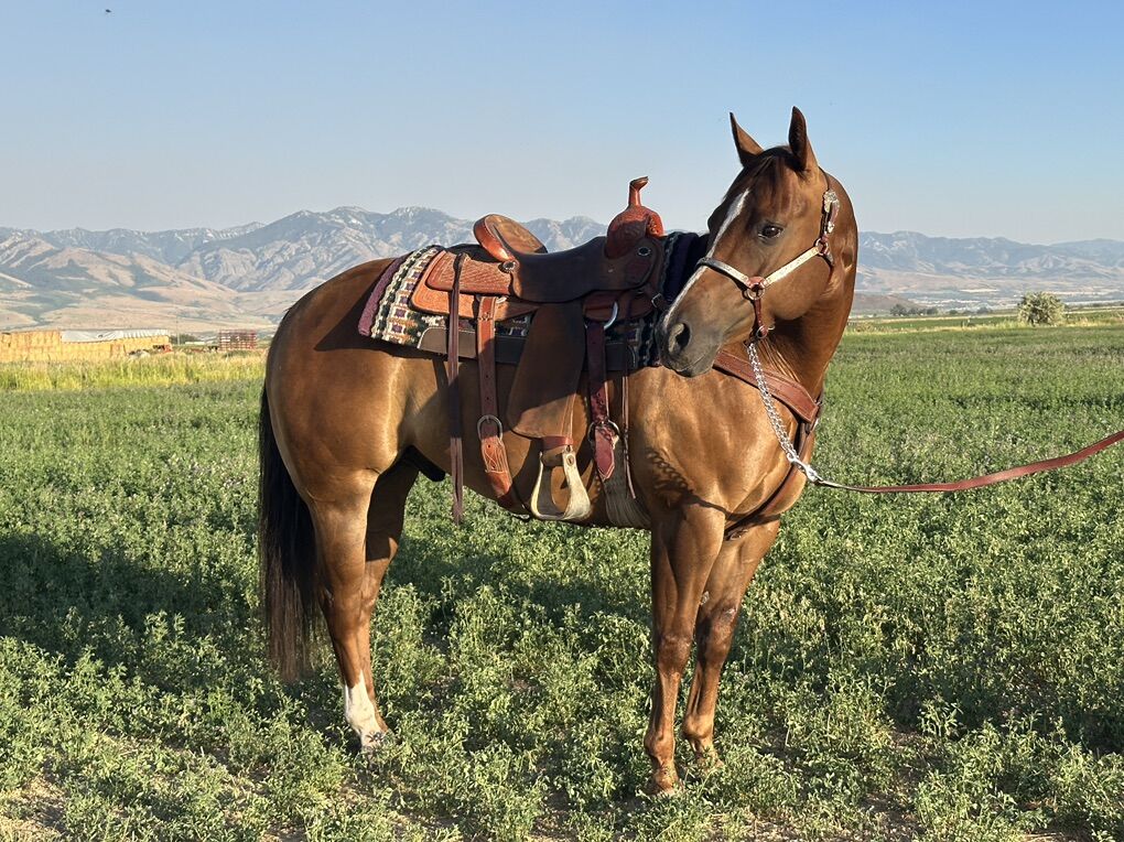 6 Year Old AQHA Gelding