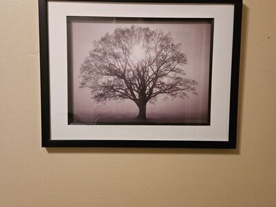 Black/white framed tree picture