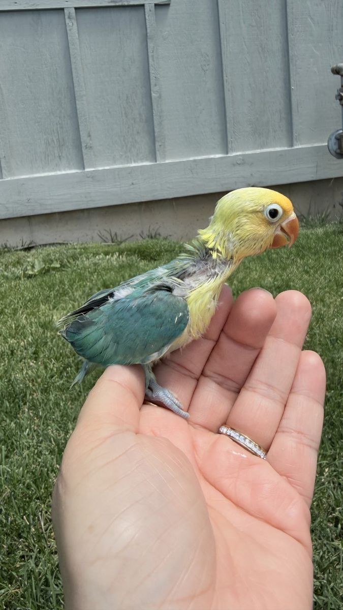 Love birds