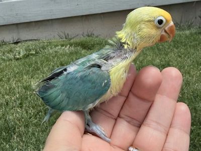 Love birds