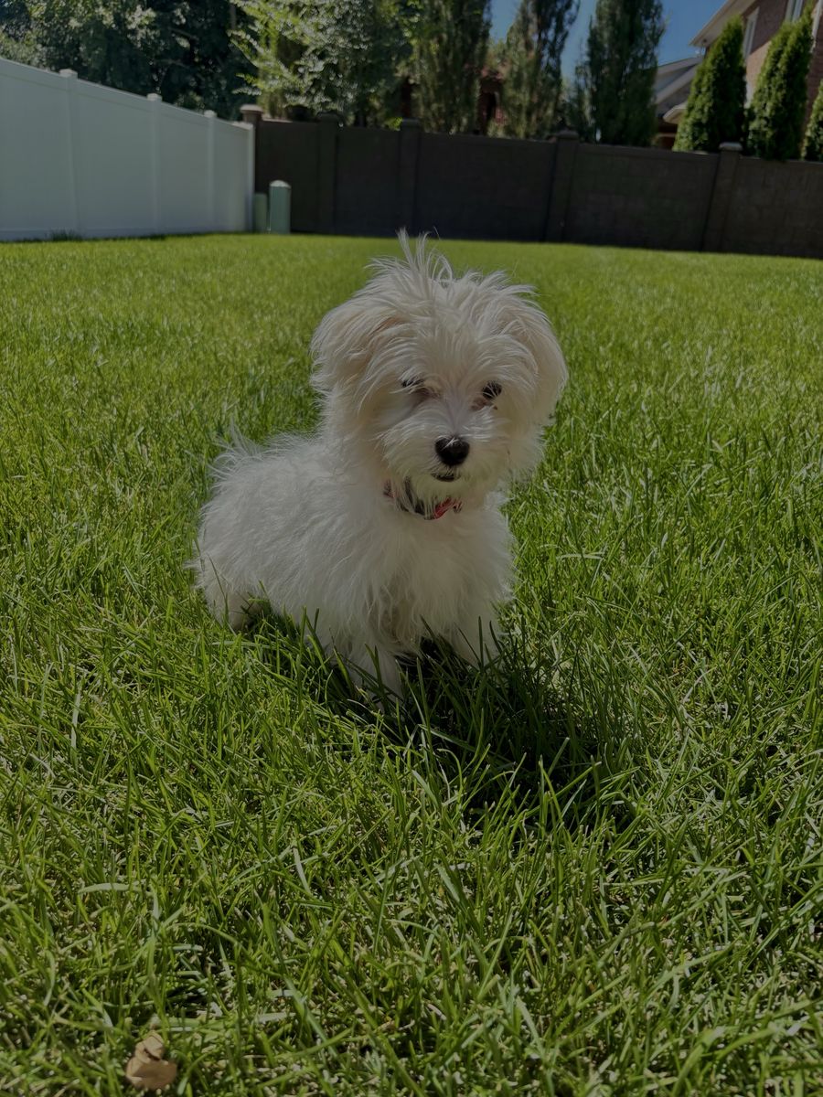 Maltese Puppy - White, Fluffy, and Playful - Ready for a New Home
