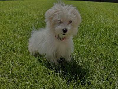 Maltese Puppy - White, Fluffy, and Playful - Ready for a New Home