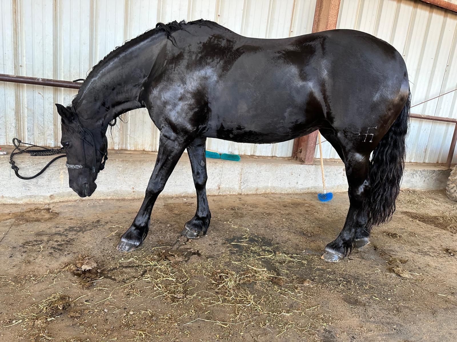 Friesian Mare