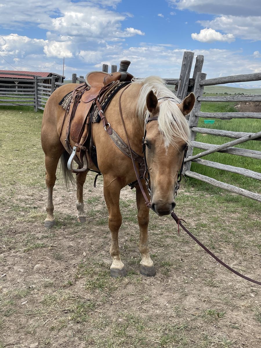 8 Year Old Palomino Quarter Horse Gelding