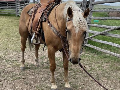 8 Year Old Palomino Quarter Horse Gelding