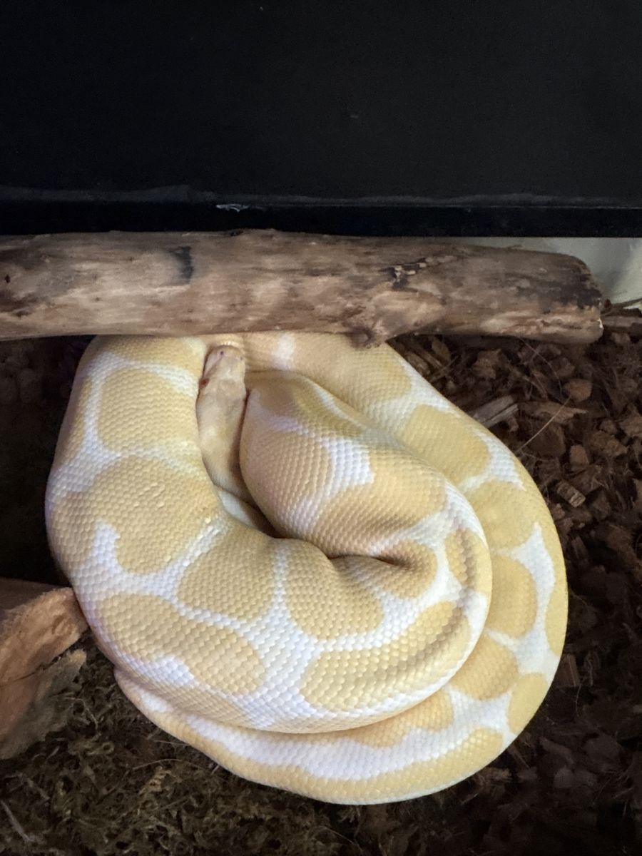 female Ball Python